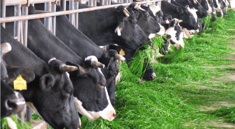 奶牛场建设与卫生管理