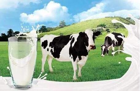 奶业协会：中国奶源是世界级水平 但不被信任